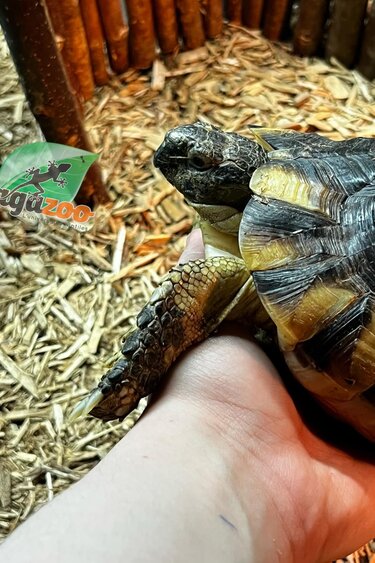 Magazoo Male Marginaled tortoise (Tesdudo marginata) #1