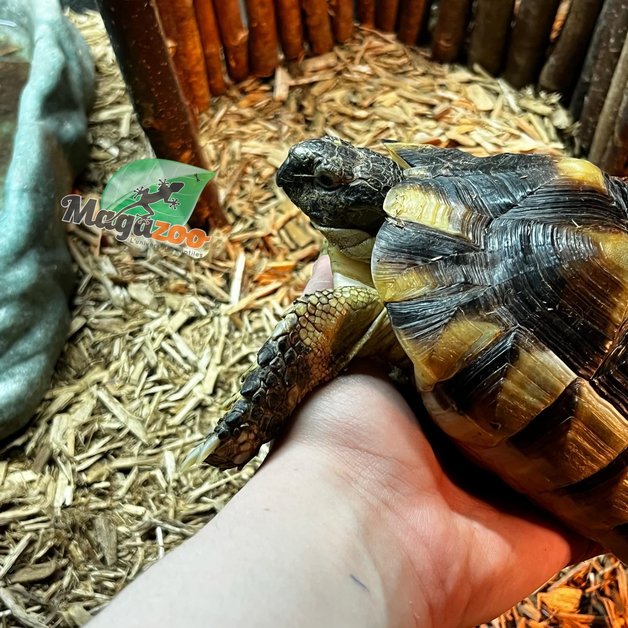 Magazoo Tortue Marginée (Tesdudo marginata) Mâle #1