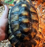Magazoo Tortue Marginée (Tesdudo marginata) Mâle #1