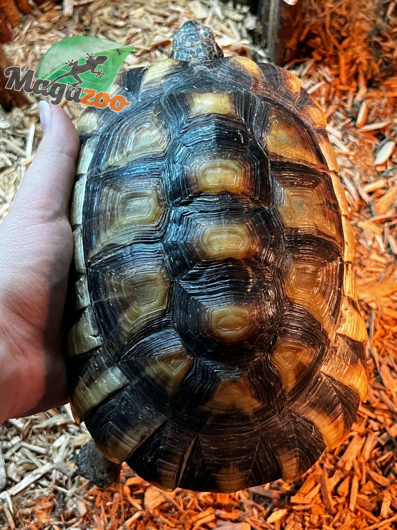 Magazoo Tortue Marginée (Tesdudo marginata) Mâle #1