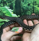 Magazoo Madagascan giant hognose snake male (Baby CBB 2025) #5