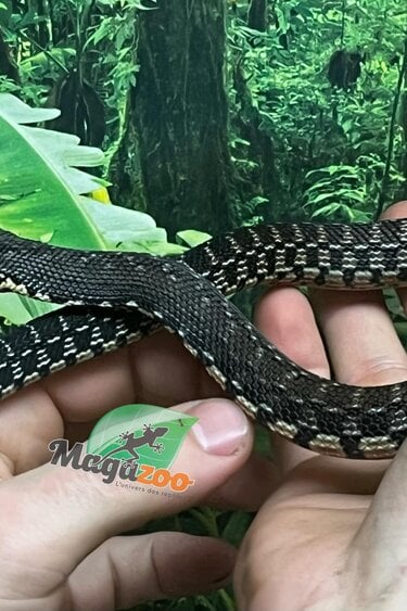 Magazoo Madagascan giant hognose snake male (Baby CBB 2025) #5