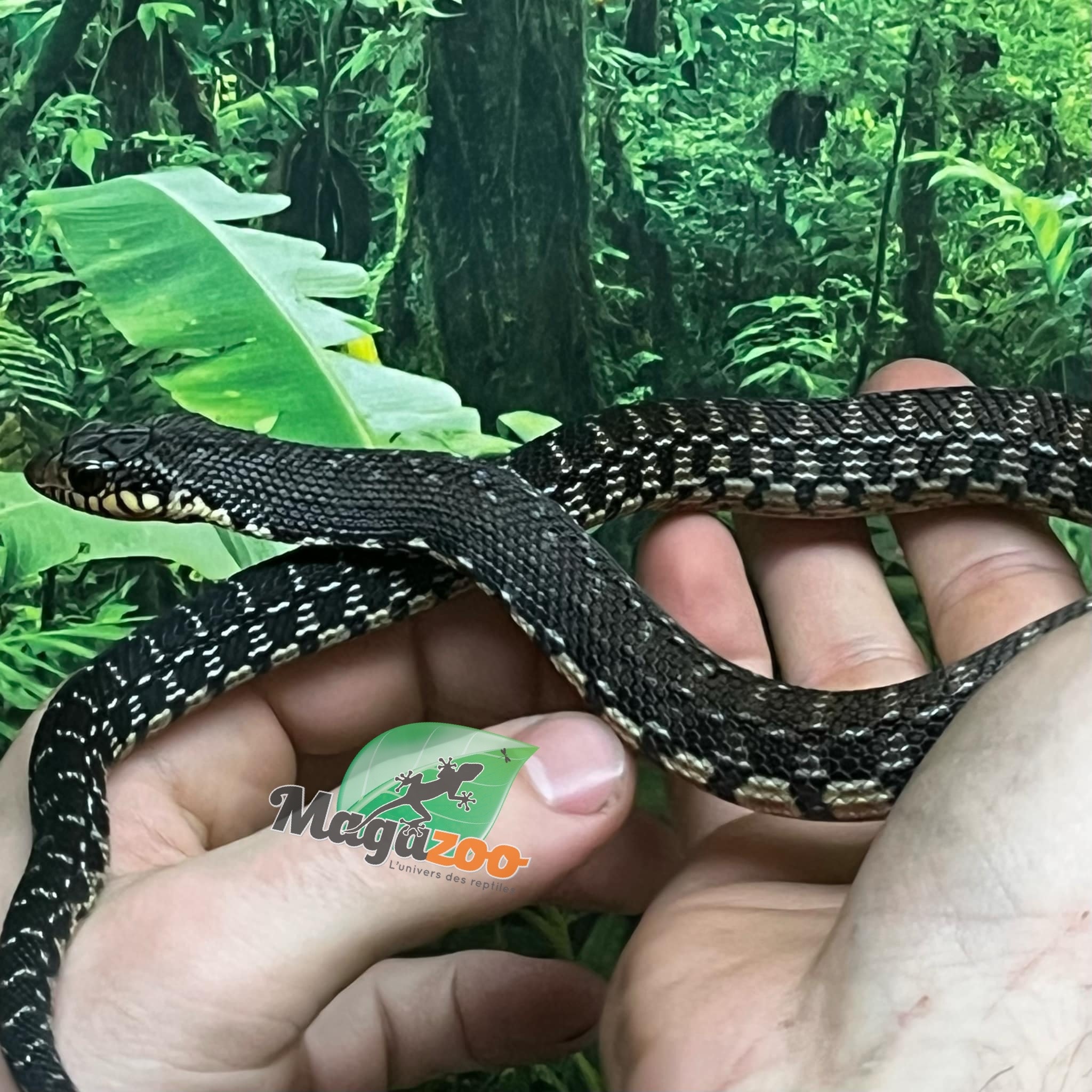 Magazoo Madagascan giant hognose snake male (Baby CBB 2025) #5