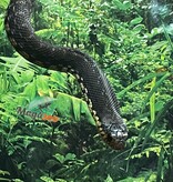 Magazoo Hétérodon géant de Madagascar Mâle (Bébé Élevé et né en captivité 2025) #5