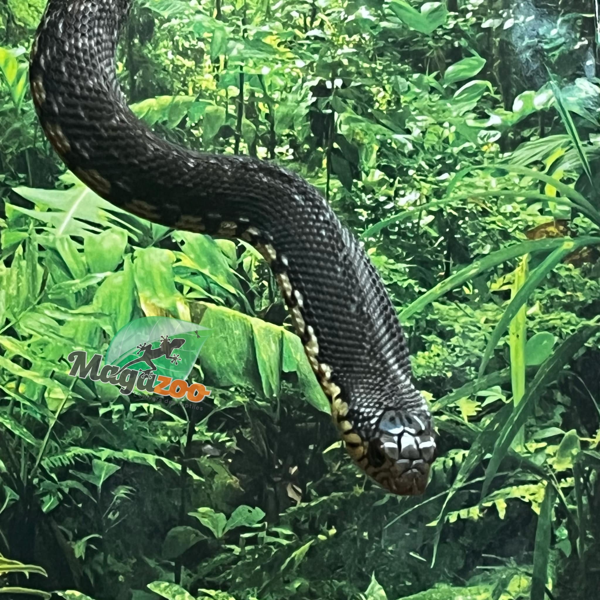 Magazoo Hétérodon géant de Madagascar Mâle (Bébé Élevé et né en captivité 2025) #5