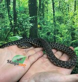 Magazoo Madagascan giant hognose snake male (Baby CBB 2025) #5