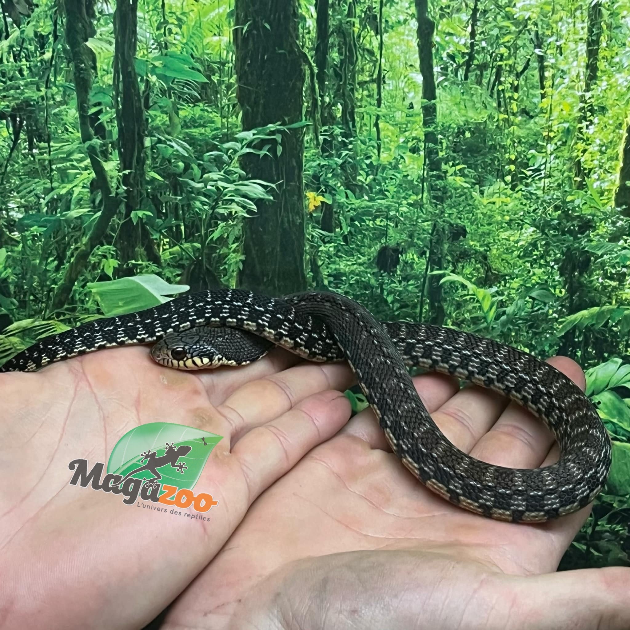 Magazoo Madagascan giant hognose snake male (Baby CBB 2025) #5