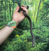 Magazoo Madagascan giant hognose snake male (Baby CBB 2025) #5