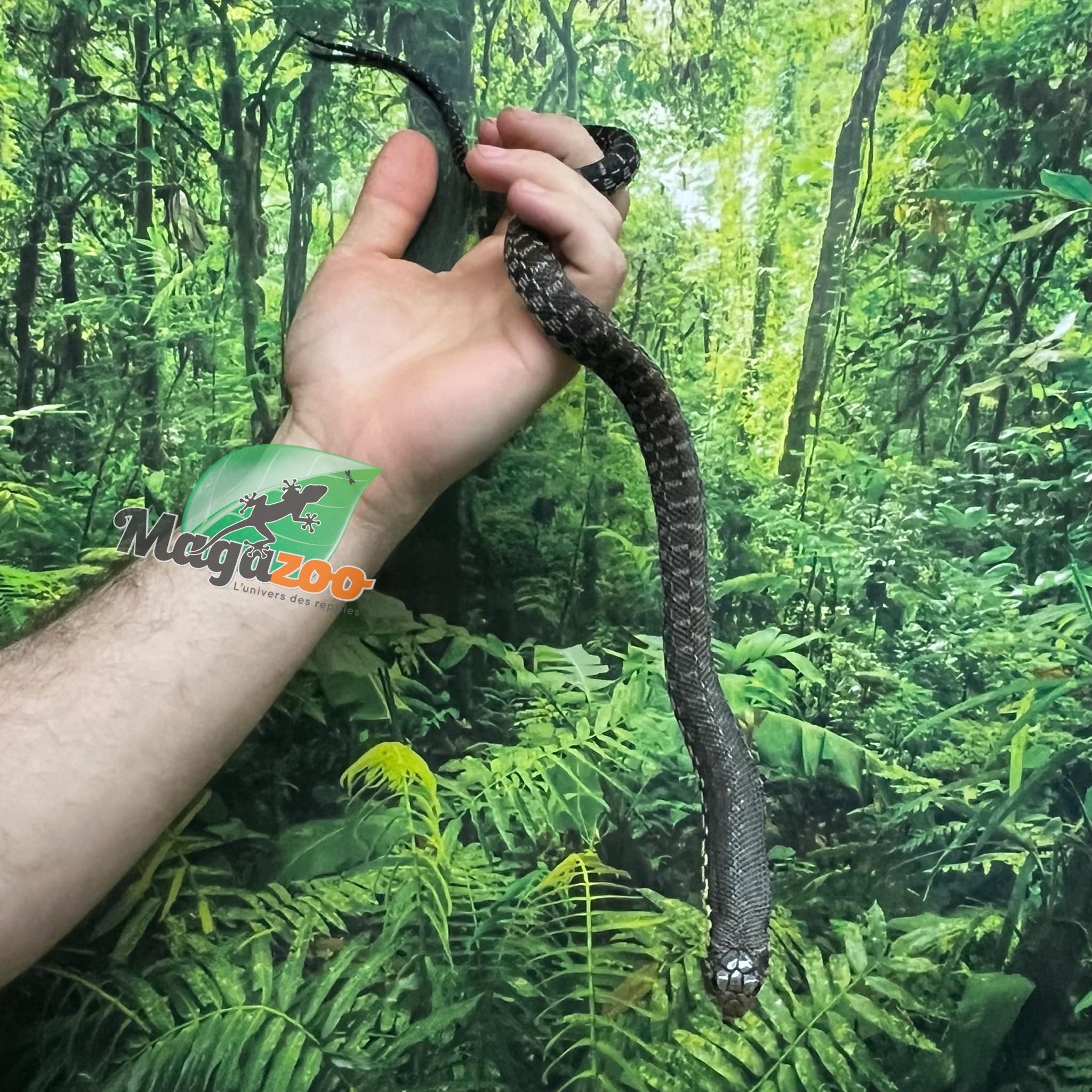 Magazoo Hétérodon géant de Madagascar Mâle (Bébé Élevé et né en captivité 2025) #5