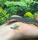 Magazoo Madagascan giant hognose snake Female (Baby CBB 2025) #1