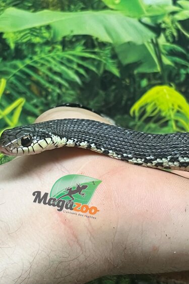 Magazoo Madagascan giant hognose snake Female (Baby CBB 2025) #1
