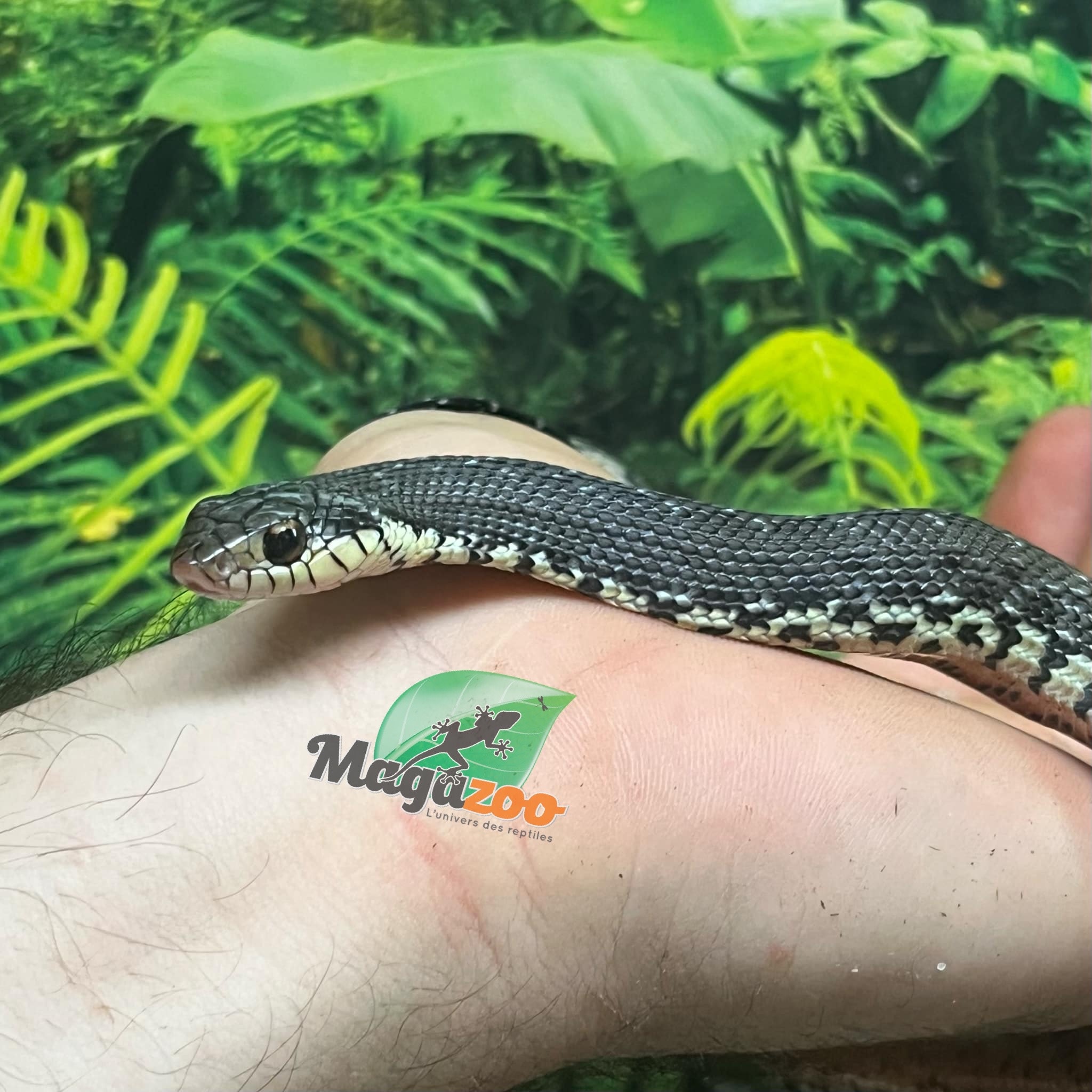 Magazoo Madagascan giant hognose snake Female (Baby CBB 2025) #1