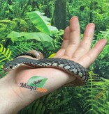 Magazoo Madagascan giant hognose snake Female (Baby CBB 2025) #1