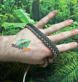 Magazoo Hétérodon géant de Madagascar Femelle (Bébé Élevé et né en captivité 2025) #1