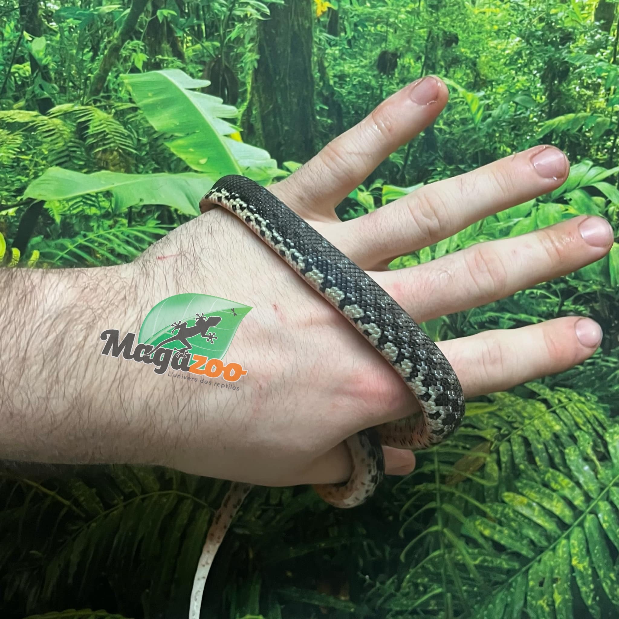 Magazoo Madagascan giant hognose snake Female (Baby CBB 2025) #1