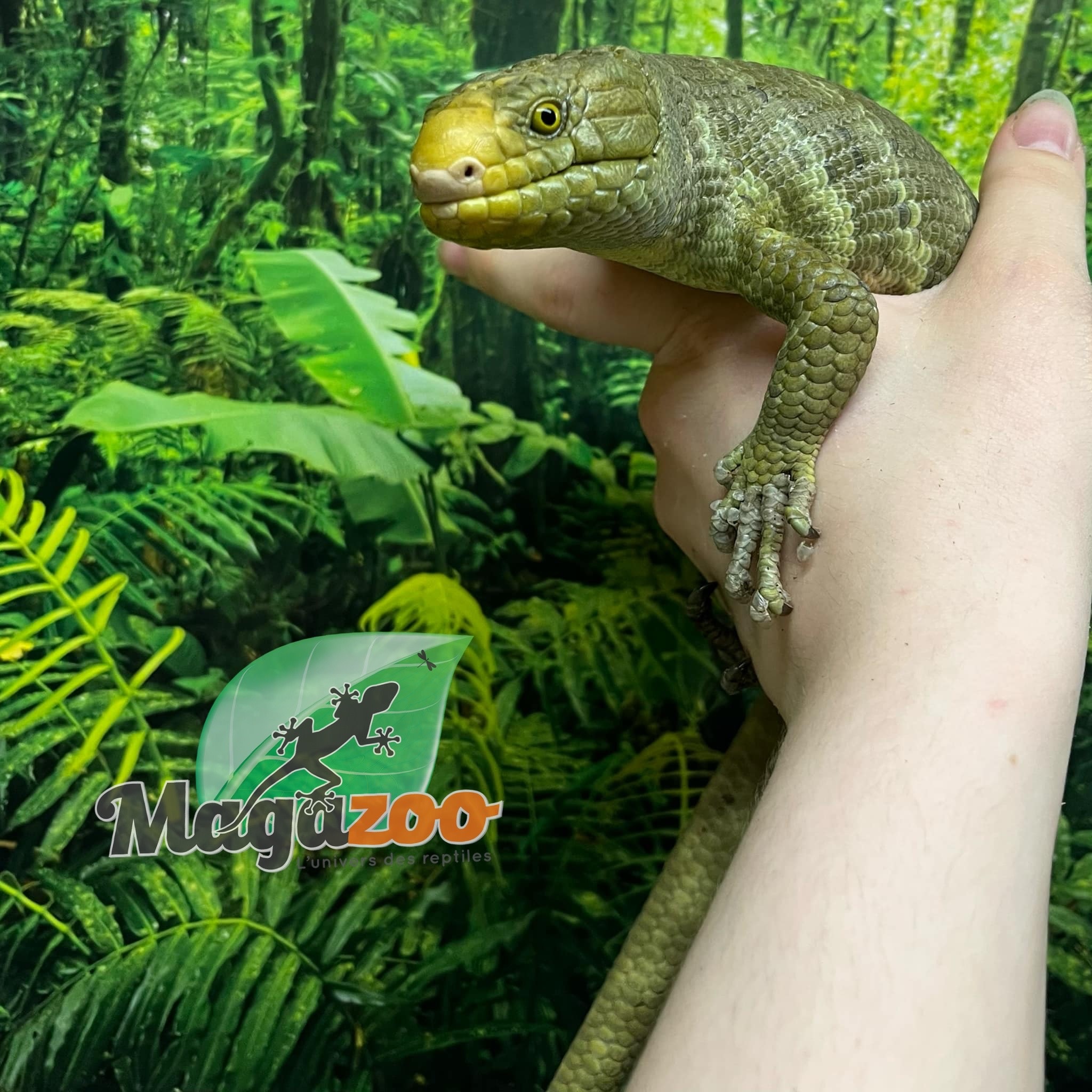 Magazoo Juvenile Monkey tail skink