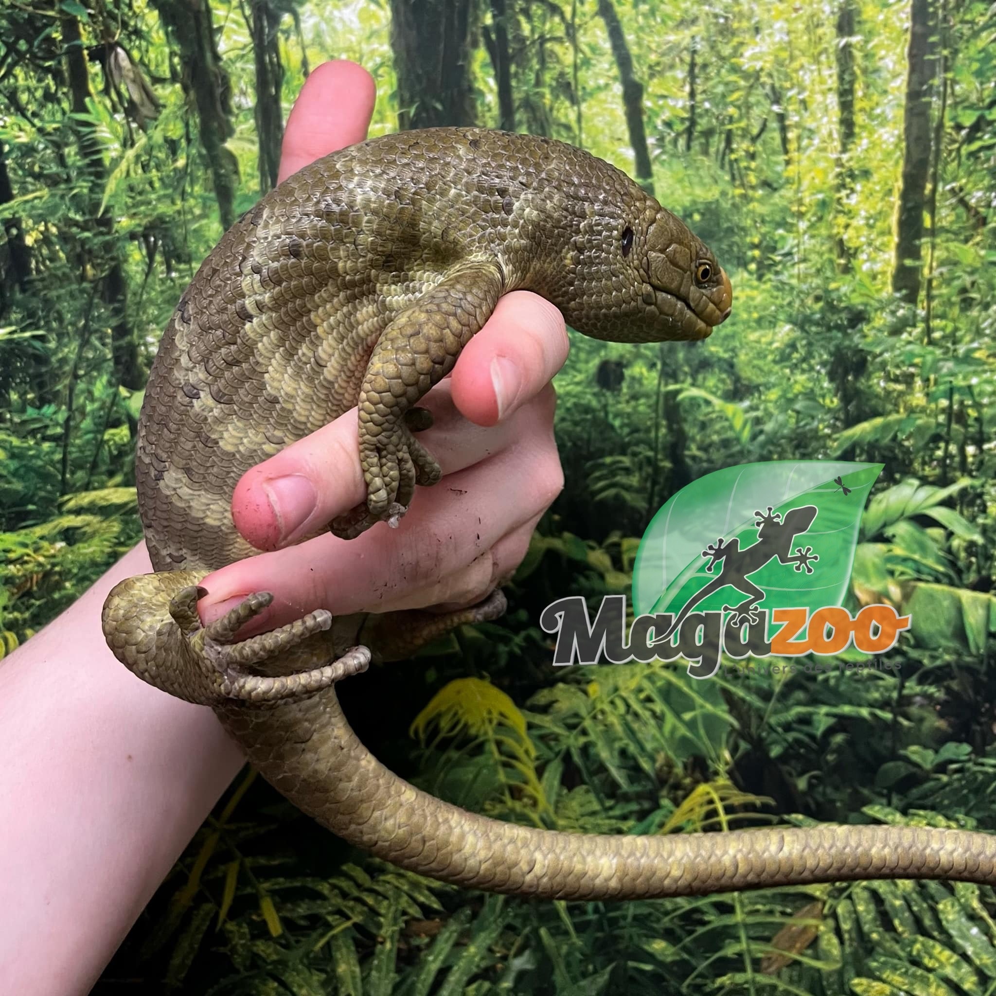 Magazoo Juvenile Monkey tail skink