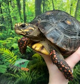 Magazoo Female Red-footed tortoise 4 years old