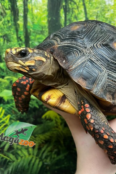 Magazoo Tortue charbonnière à patte rouge Femelle 4 ans