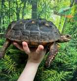 Magazoo Tortue charbonnière à patte rouge Femelle 4 ans