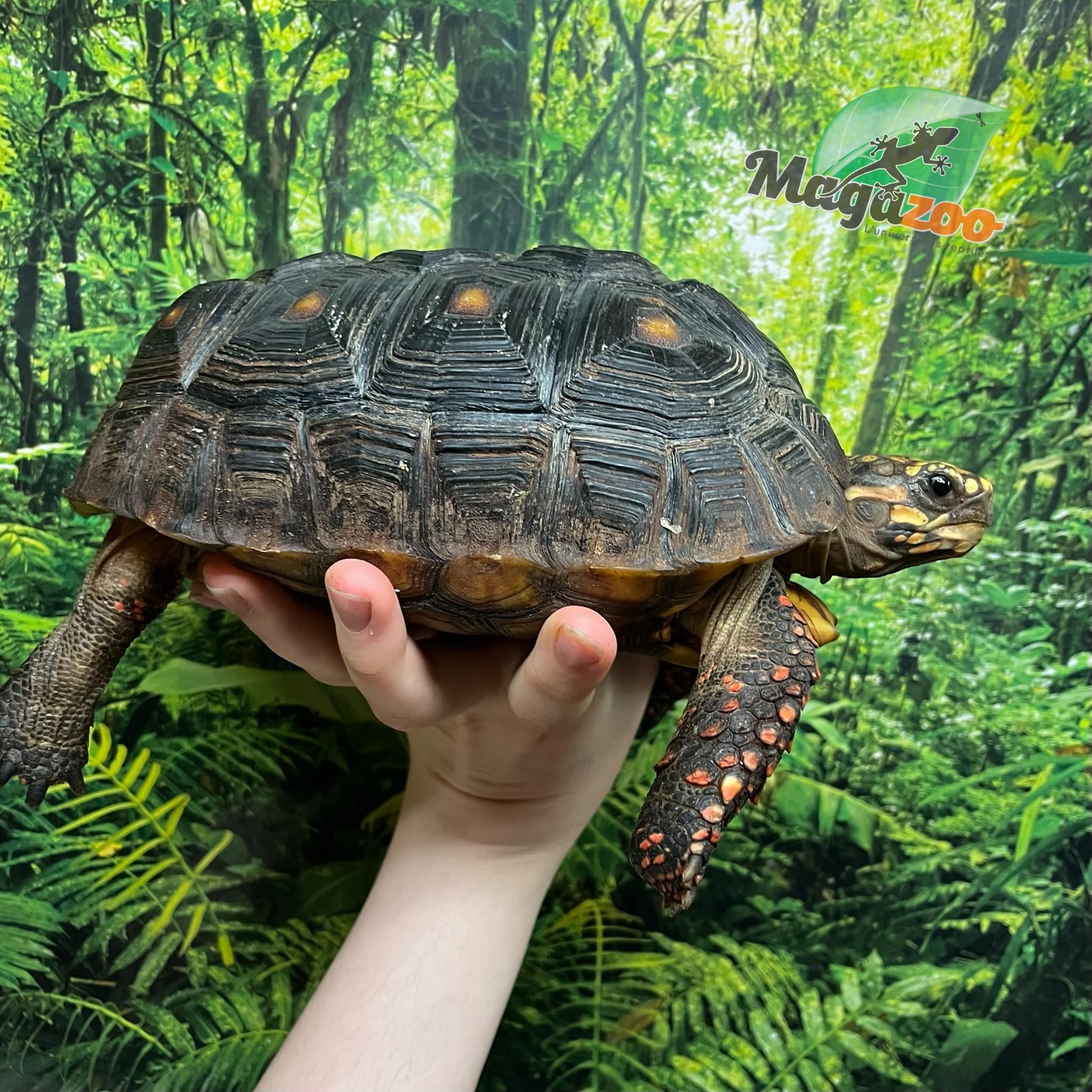 Magazoo Female Red-footed tortoise 4 years old