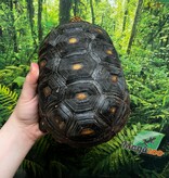 Magazoo Tortue charbonnière à patte rouge Femelle 4 ans