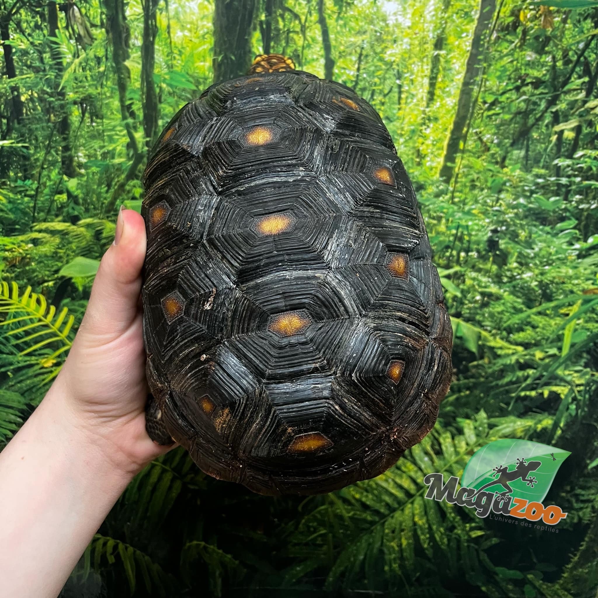Magazoo Tortue charbonnière à patte rouge Femelle 4 ans