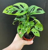 Magazoo Plante Monstera Adansonii  Monstera 'Swiss cheese' 6cm