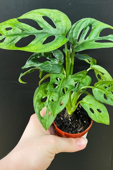 Magazoo Plante Monstera Adansonii  Monstera 'Swiss cheese' 6cm