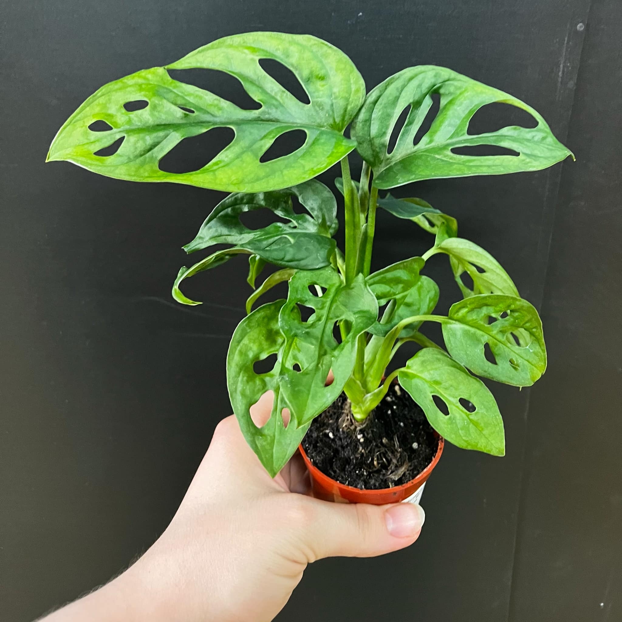 Magazoo Plante Monstera Adansonii  Monstera 'Swiss cheese' 6cm