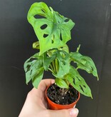 Magazoo Plante Monstera Adansonii  Monstera 'Swiss cheese' 6cm
