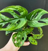 Magazoo Monstera Adansonii Plant | Monstera 'Swiss cheese'