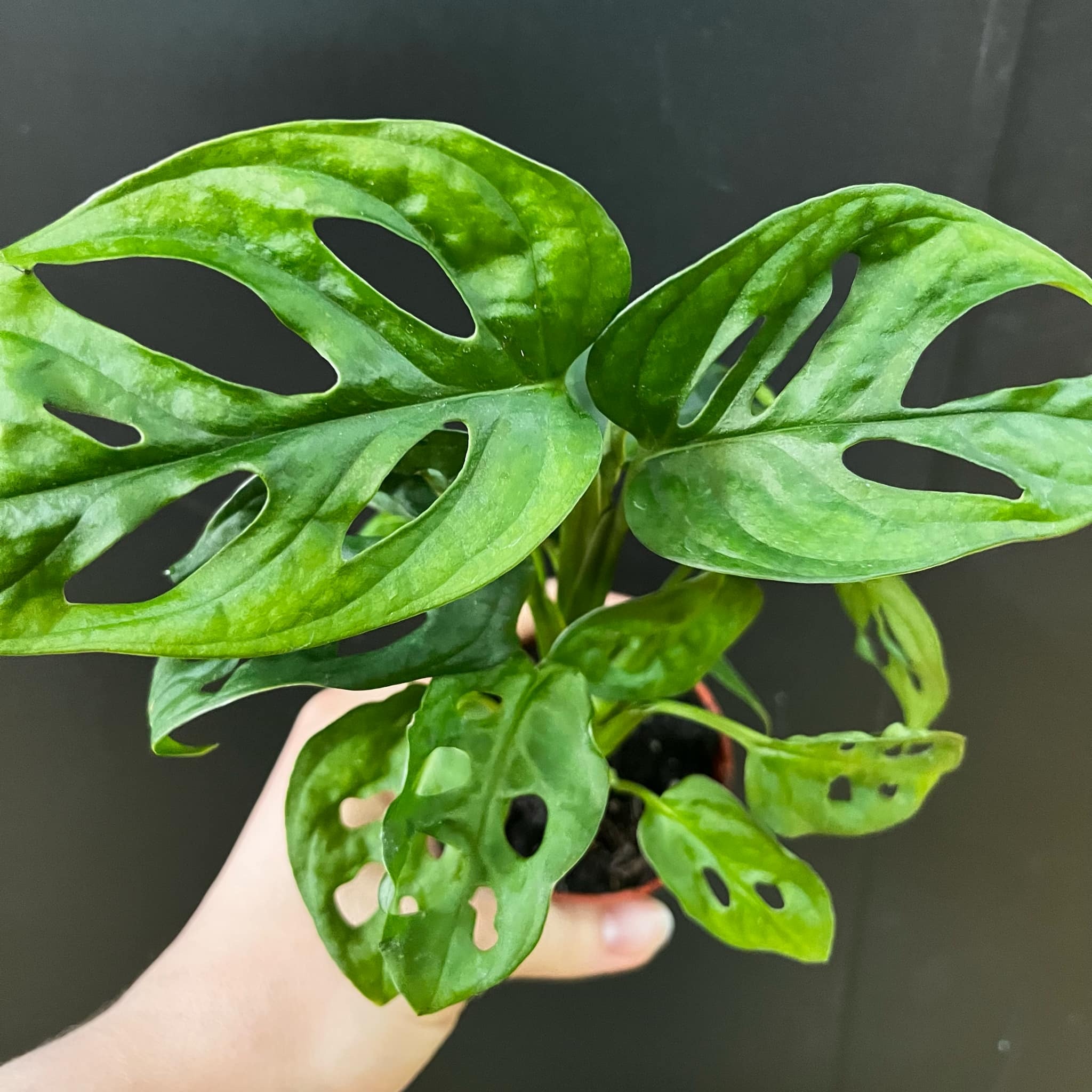 Magazoo Monstera Adansonii Plant | Monstera 'Swiss cheese'