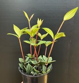 Magazoo Peperomia 'Iron Cross' Plant