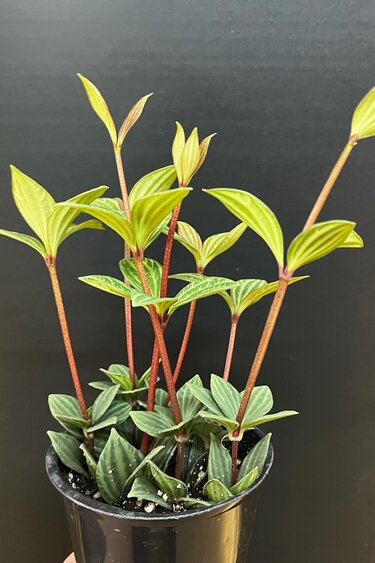 Magazoo Plante Peperomia 'Iron Cross' 10cm