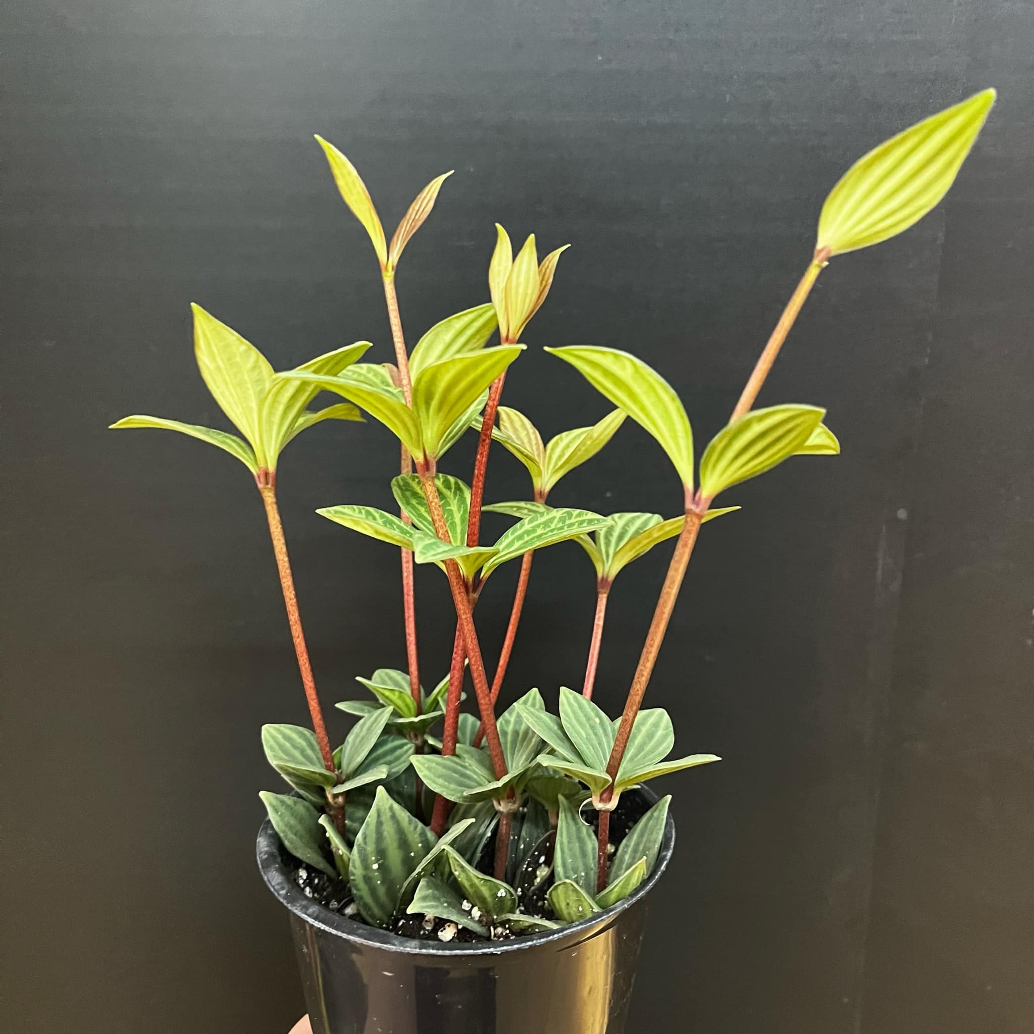 Magazoo Peperomia 'Iron Cross' Plant