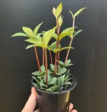 Magazoo Peperomia 'Iron Cross' Plant