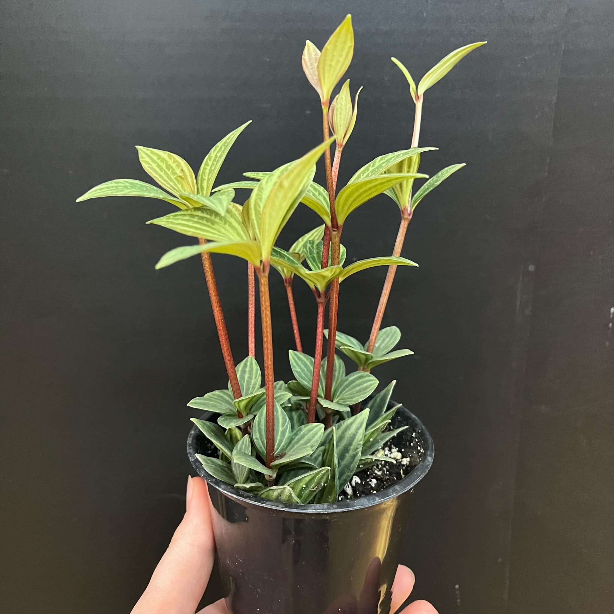 Magazoo Plante Peperomia 'Iron Cross' 10cm