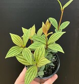 Magazoo Peperomia 'Iron Cross' Plant