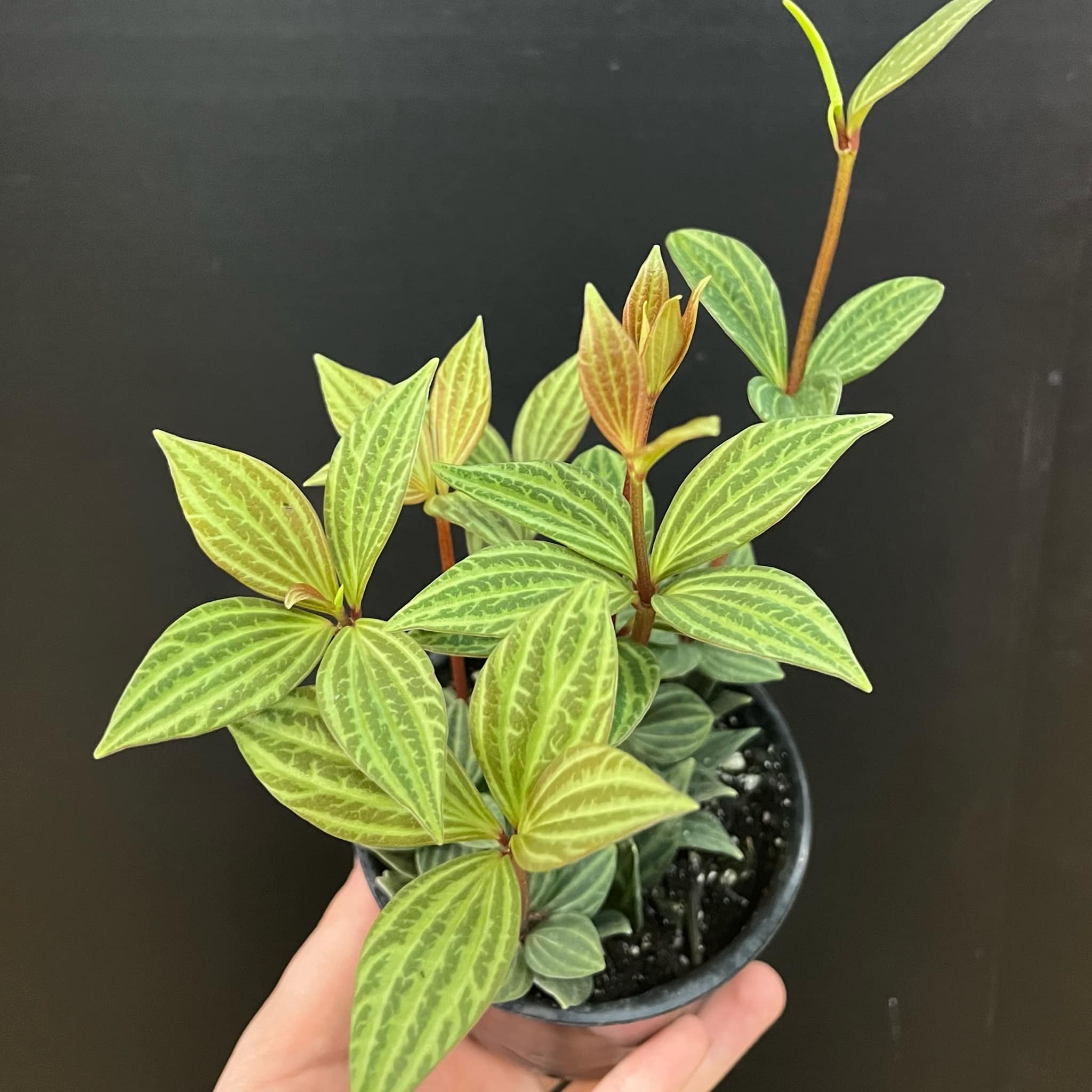 Magazoo Peperomia 'Iron Cross' Plant