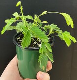 Magazoo Mimosa pudica Plant | Plante sensitive