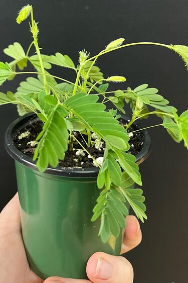 Magazoo Plante Mimosa pudica | Plante sensitive
