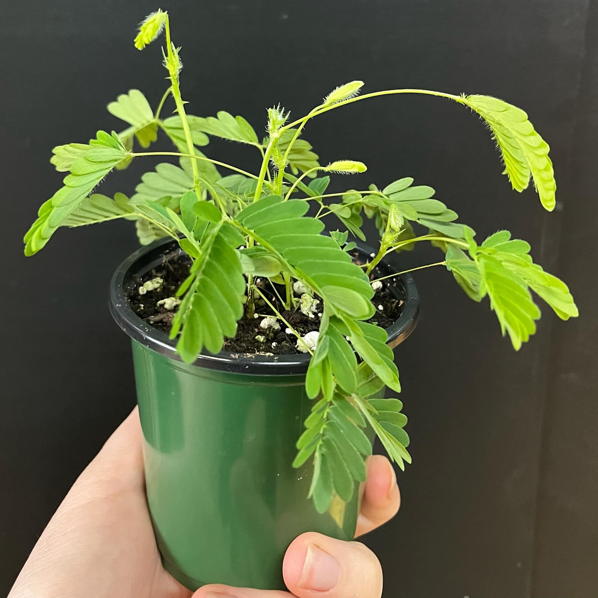 Magazoo Plante Mimosa pudica | Plante sensitive