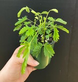 Magazoo Plante Mimosa pudica | Plante sensitive