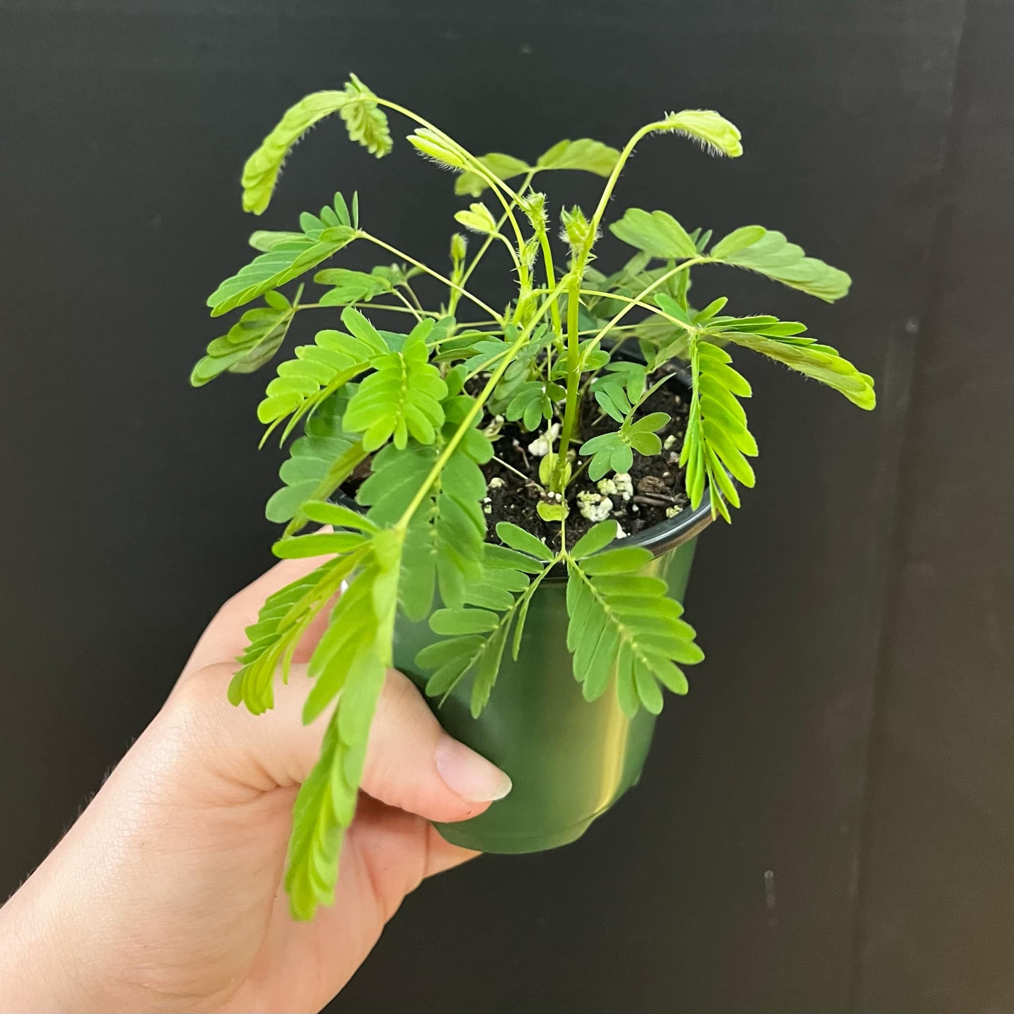 Magazoo Plante Mimosa pudica | Plante sensitive