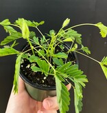 Magazoo Mimosa pudica Plant | Plante sensitive