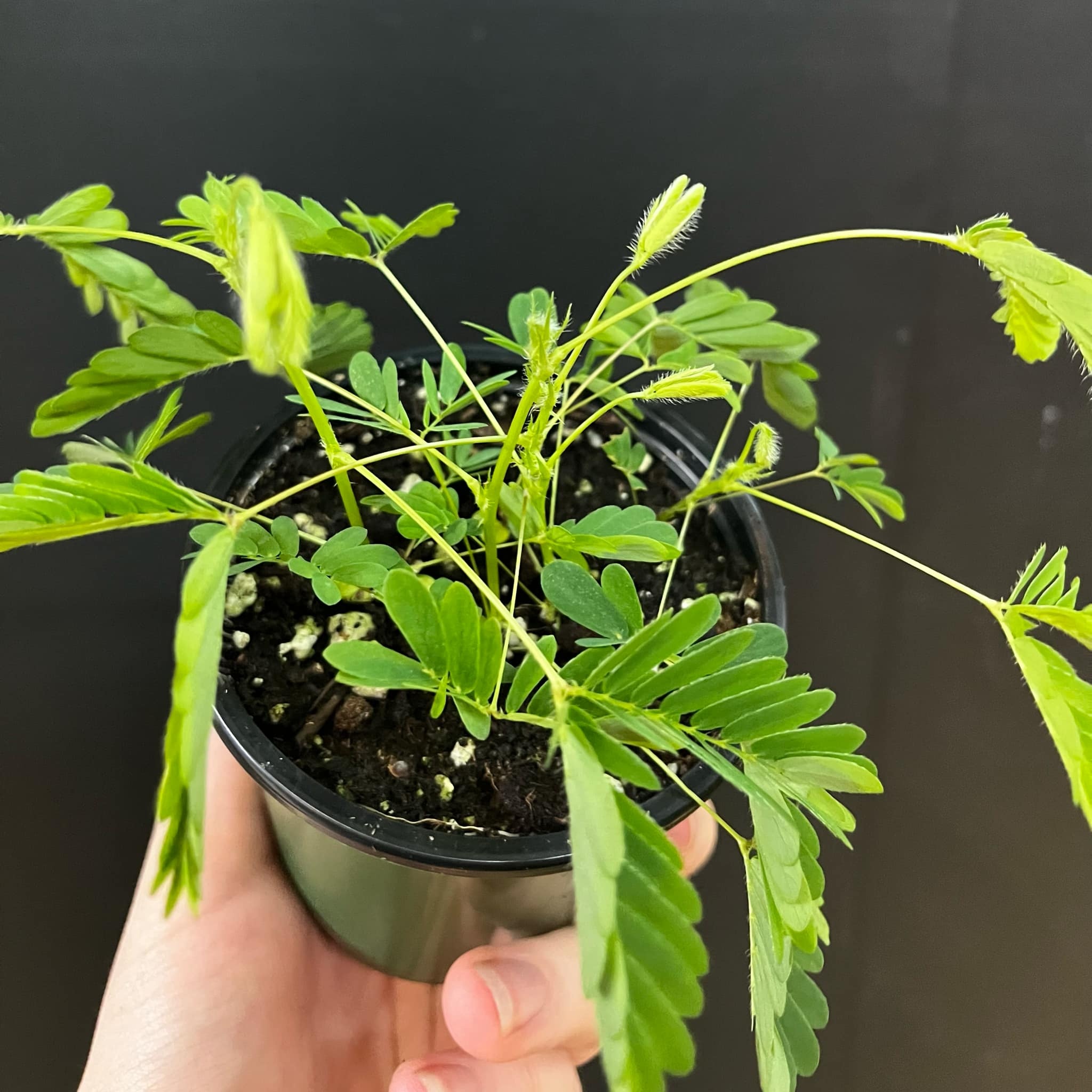 Magazoo Mimosa pudica Plant | Plante sensitive