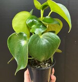 Magazoo Peperomia Polybotrya Plant | Peperomia 'Raindrop'
