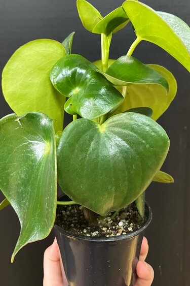 Magazoo Peperomia Polybotrya Plant | Peperomia 'Raindrop'