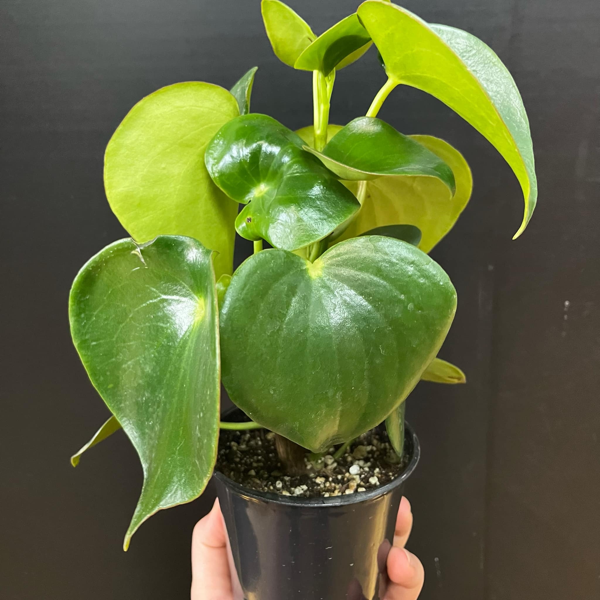 Magazoo Peperomia Polybotrya Plant | Peperomia 'Raindrop'